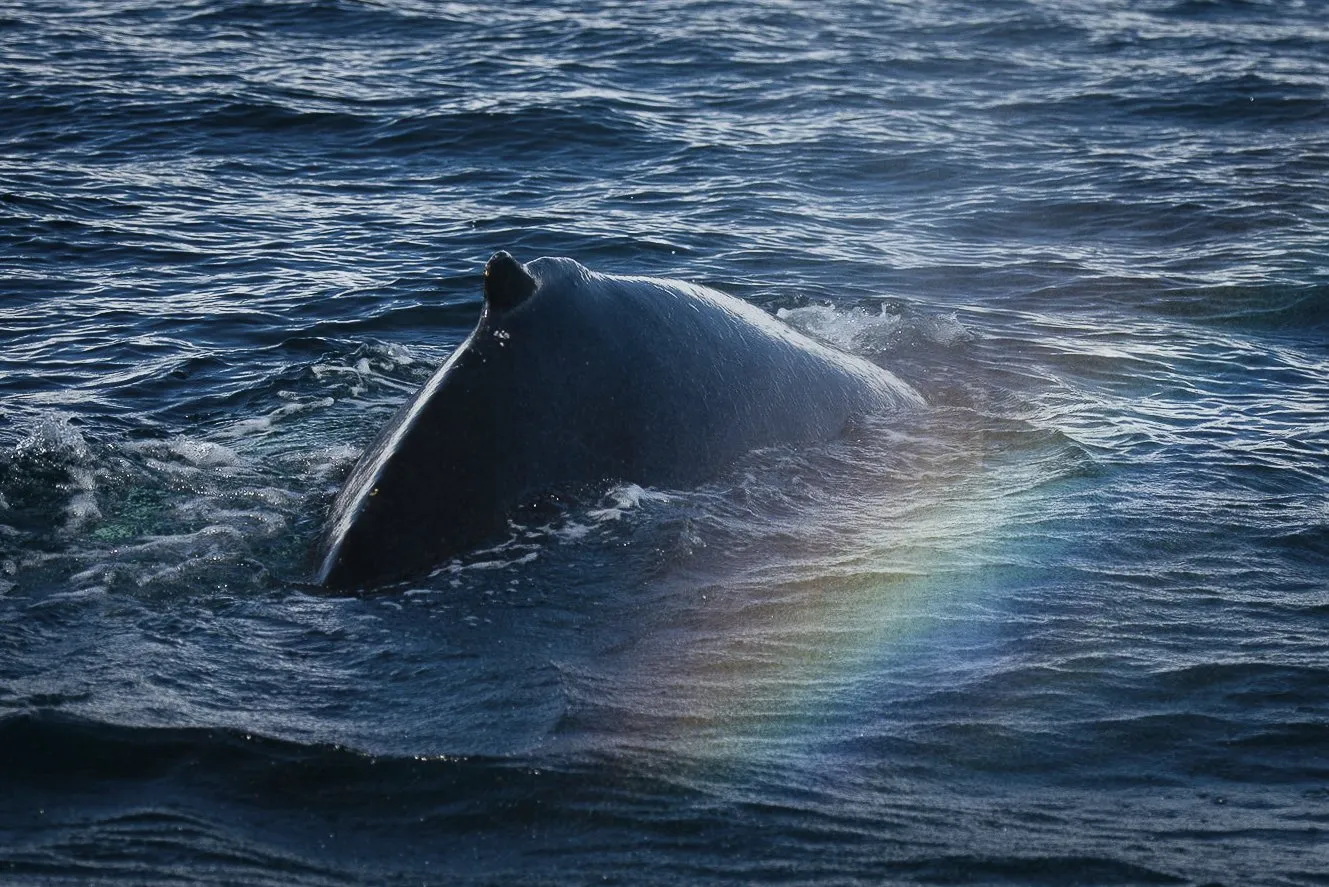 rainbow-over-whale-pods-in-artic