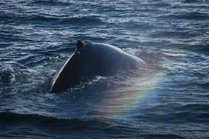 rainbow-over-whale-pods-in-artic